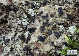 Attēlu rezultāti vaicājumam “Arthonia spadicea”