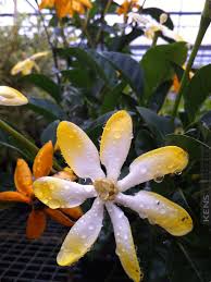 Attēlu rezultāti vaicājumam “Tubifera montana young”