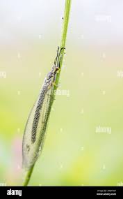 Attēlu rezultāti vaicājumam “Myrmeleontidae imago”