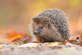 Attēlu rezultāti vaicājumam “Erinaceus roumanicus”