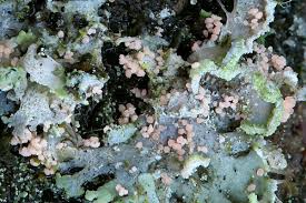 Attēlu rezultāti vaicājumam “Erythricium aurantiacum”