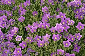 Image result for Nierembergia