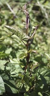 Attēlu rezultāti vaicājumam “Calystegia sepium fruit”