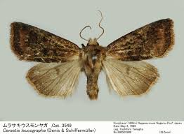 Attēlu rezultāti vaicājumam “Cerastis leucographa”