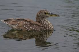 Image result for Nycticorax nycticorax