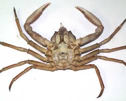 Image result for Hyas coarctatus