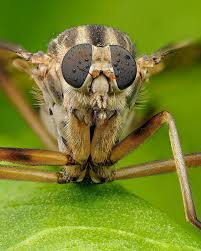 Attēlu rezultāti vaicājumam “Rhagionidae”