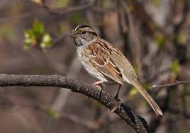 Image result for Zonotrichia albicollis