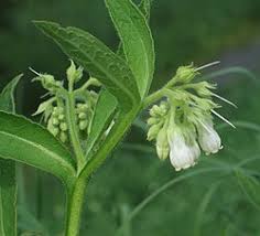 Attēlu rezultāti vaicājumam “Symphytum officinale”