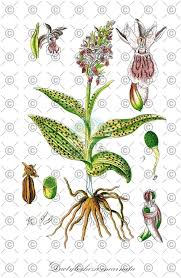 Attēlu rezultāti vaicājumam “Dactylorhiza incarnata leaf”