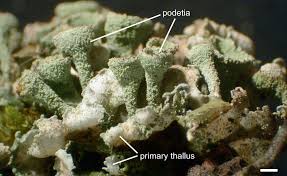 Attēlu rezultāti vaicājumam “Cladonia fimbriata”