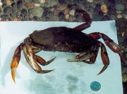 Image result for Metacarcinus magister