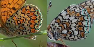 Attēlu rezultāti vaicājumam “Melitaea phoebe underside”