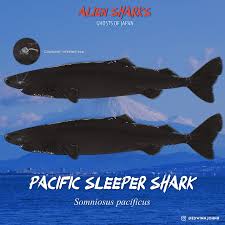 Image result for Somniosus pacificus