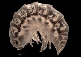 Attēlu rezultāti vaicājumam “Oniscoidea”