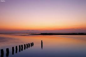 Image result for parque natural de camargue