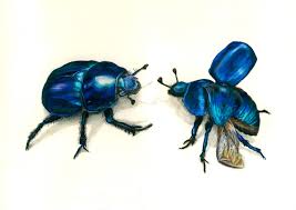 Attēlu rezultāti vaicājumam “Trypocopris vernalis”