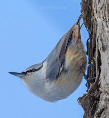 Attēlu rezultāti vaicājumam “Sitta europaea”