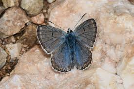 Attēlu rezultāti vaicājumam “Aricia artaxerxes  underside”