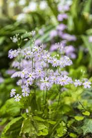 Attēlu rezultāti vaicājumam “Primula farinosa flower”