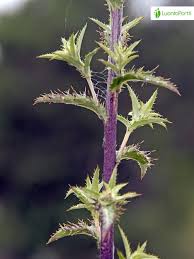 Attēlu rezultāti vaicājumam “Carlina biebersteinii leaf”