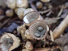 Attēlu rezultāti vaicājumam “Cyathus striatus”