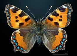 Attēlu rezultāti vaicājumam “Aglais urticae”