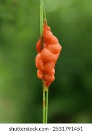 Attēlu rezultāti vaicājumam “Lignydium muscorum plasmodium”