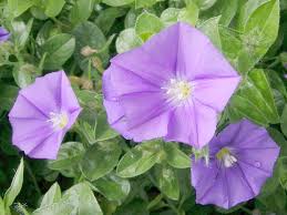 Attēlu rezultāti vaicājumam “Convolvulaceae”