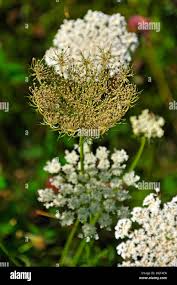 Attēlu rezultāti vaicājumam “Daucus carota subsp. carota flower”