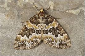 Attēlu rezultāti vaicājumam “Electrophaes corylata”