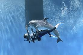 「うみのイルカ」の画像検索結果