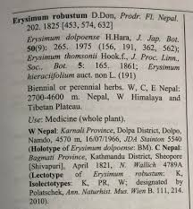 Attēlu rezultāti vaicājumam “Erysimum hieracifolium leaf”