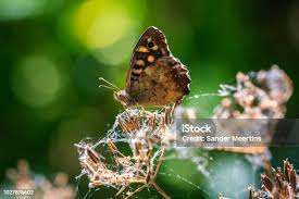 Attēlu rezultāti vaicājumam “Pararge aegeria underside”