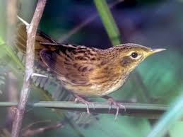 Image result for Locustella certhiola