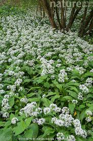 Attēlu rezultāti vaicājumam “Allium ursinum flower”
