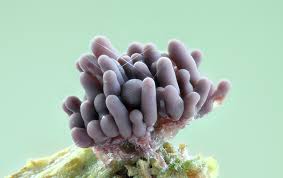 Attēlu rezultāti vaicājumam “Arcyria incarnata macro”