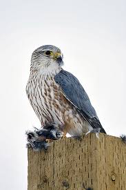 Image result for Falco columbarius