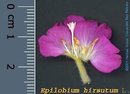 Attēlu rezultāti vaicājumam “Epilobium hirsutum flower”