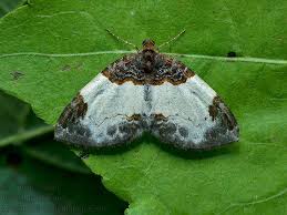 Attēlu rezultāti vaicājumam “Mesoleuca albicillata”