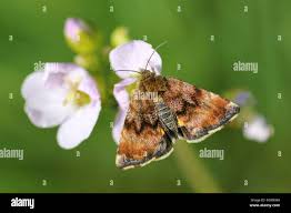 Attēlu rezultāti vaicājumam “Panemeria tenebrata”