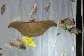 Attēlu rezultāti vaicājumam “Craniophora ligustri larva”