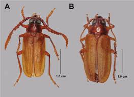 Attēlu rezultāti vaicājumam “Cribraria piriformis macro”