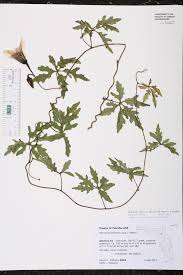 Attēlu rezultāti vaicājumam “Diderma simplex macro”