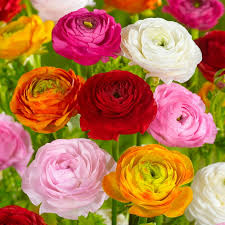 Attēlu rezultāti vaicājumam “Ranunculus mendax flower”