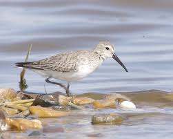 Attēlu rezultāti vaicājumam “Calidris ferruginea”