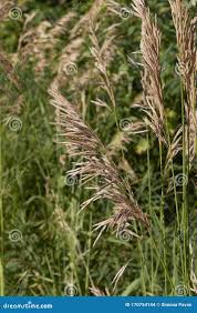 Attēlu rezultāti vaicājumam “Bromopsis inermis fruit”