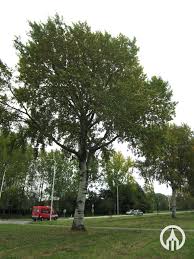 Attēlu rezultāti vaicājumam “Populus x canescens”