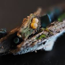 Attēlu rezultāti vaicājumam “Sphaerobolus stellatus”