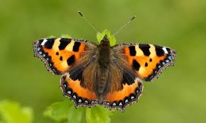 Image result for Small Tortoiseshell